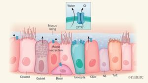 Um novo tipo de célula pode mudar o foco da pesquisa sobre a Fibrose Cística